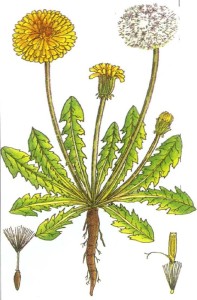Hedge Herbs image