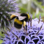 White Tailed Bumblebee Queen