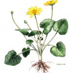 Botanical drawing of a buttercup