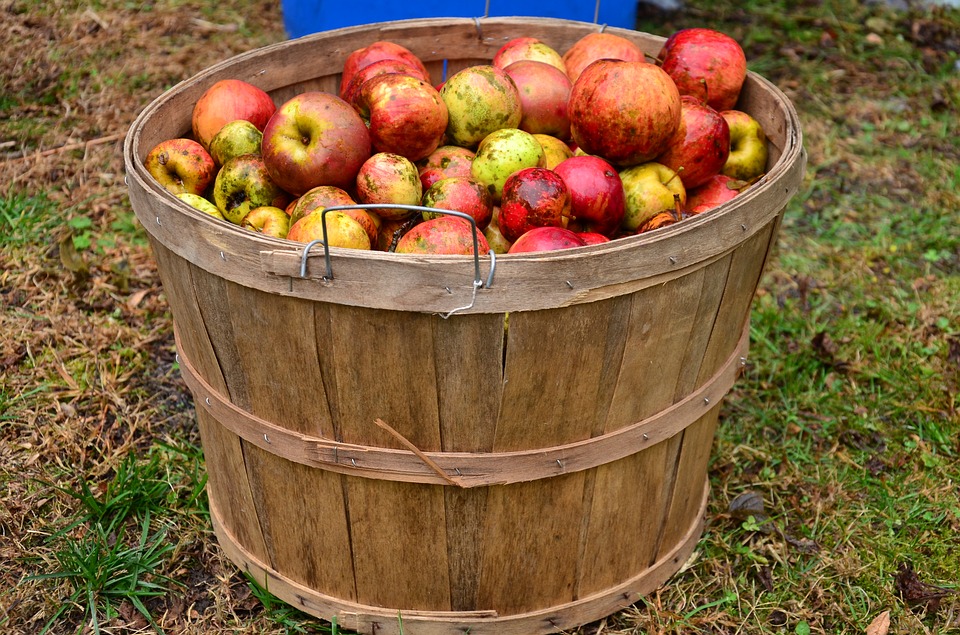 Apple Day @ The Mill