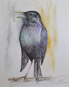A watercolour painting of a starling, it's in song, with it's head turned to the side, beak open. The painting is washed with blues and purples to capture the shimmer of its plumage.tre