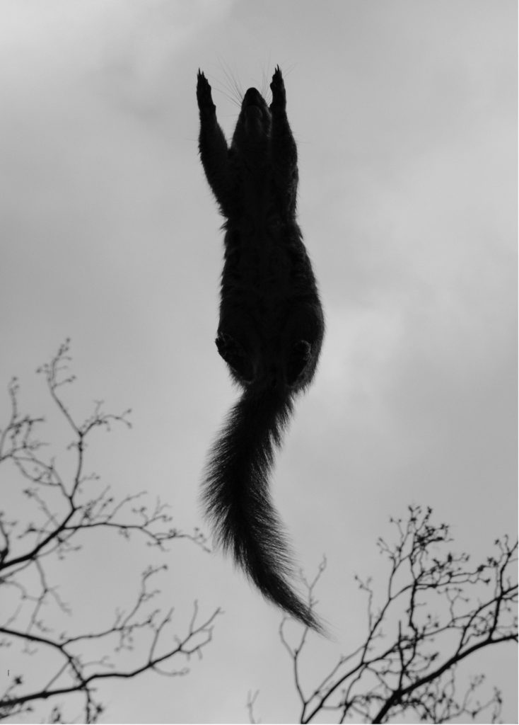 A black and white photograph, looking up as a squirrel is in mid-leap between branches, front paws outstretched