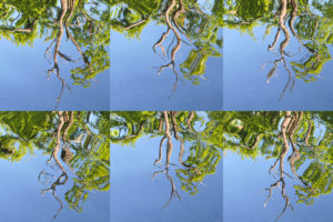 Six repeating photographic images, arranged in a 3x2 grid, of the reflection in water of tree branches and leaves, against a clear blue sky