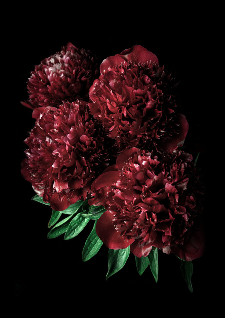 Four deep red peonies in bunch, photographed on a black background, around the base of the bunch, a few green leaves create a contrast with the colour of the flowers and the intensity of the background