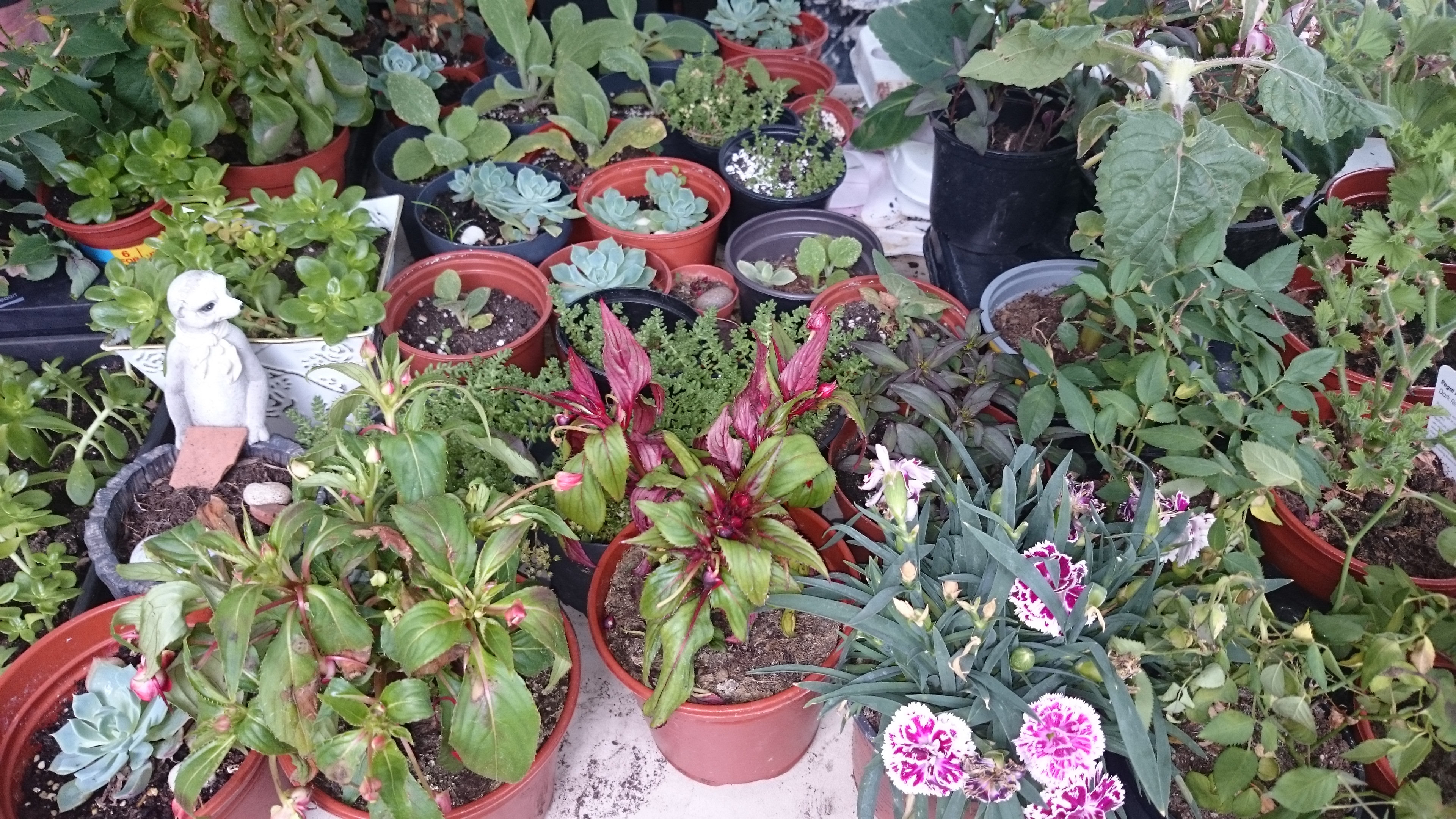 September Plant and cake sale