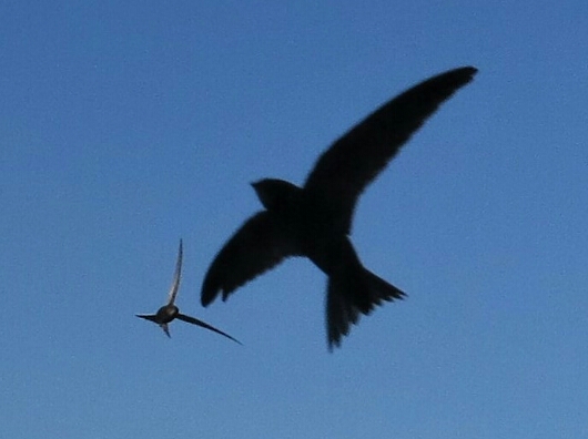 Waltahmstow's Wonderful Swifts!  - Britain's Fastest Bird!