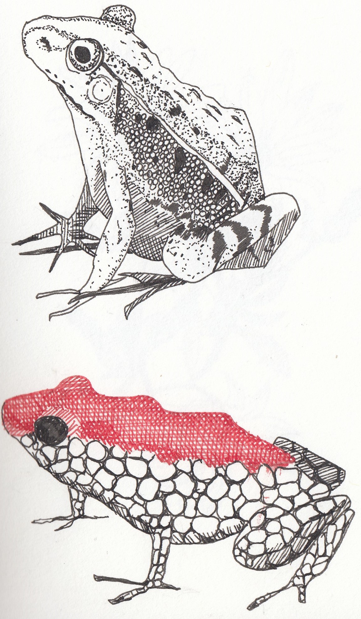Creative Drawing: Texture, Nature, Colour