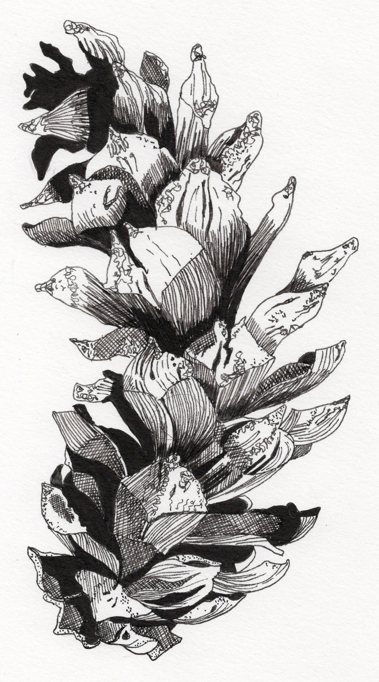 Creative Drawing: Autumn Nature Studies